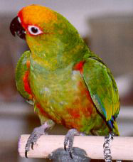Aratinga auricapillus